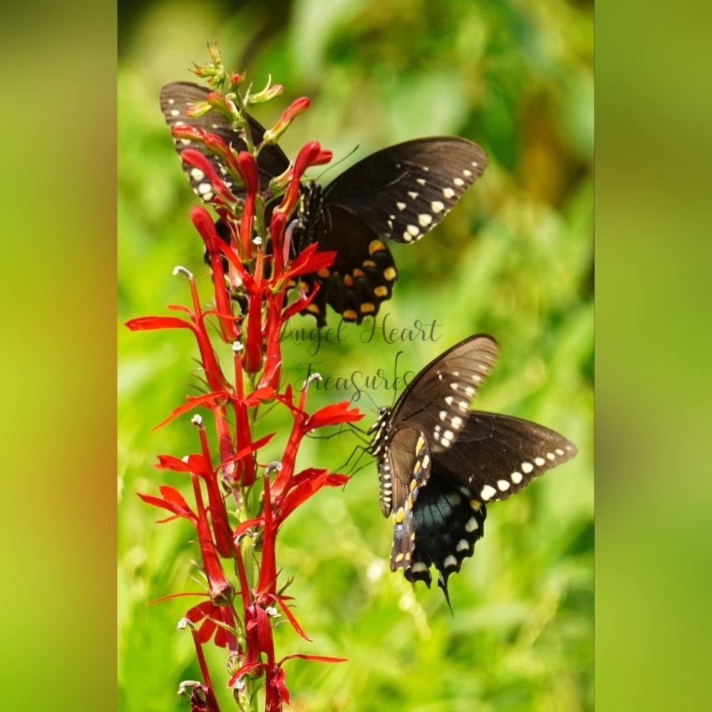 11x14 Original Nature Photography Of Spicebush Swallowtail Butterflies On…
